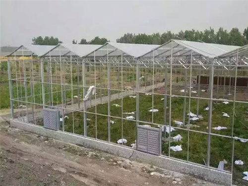 玻璃溫室造價、材料及配套設施設計解析