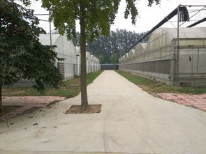 圣啟農業物聯網技術引領溫室農業革新 大棚材料與配套設施的創新設計