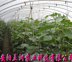 無支柱大棚骨架機 現(xiàn)代高效農(nóng)業(yè)溫室的強力支撐