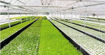 智能科技賦能現(xiàn)代農(nóng)業(yè) 京東農(nóng)牧與溫室農(nóng)業(yè)引領(lǐng)中國農(nóng)業(yè)振興新篇章